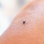 Repelente Casero para Mosquitos con Vainilla: Eficaz y Natural